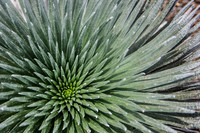 Artz Photo 5 -_DSC5550