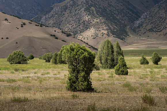 Juniper trees grown for Gin