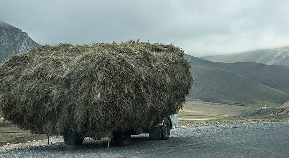 Haymaking for winter