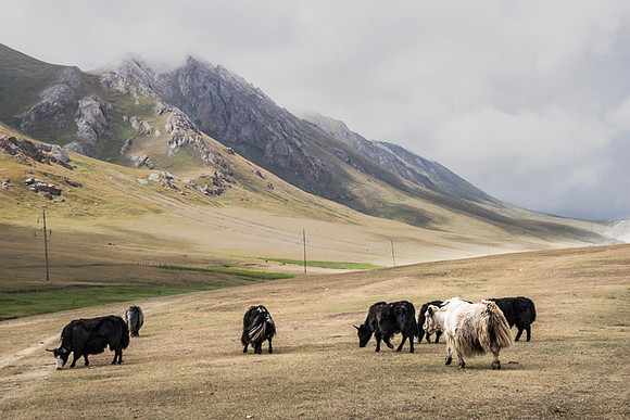 Yaks