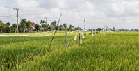 Artz1-003_D178897