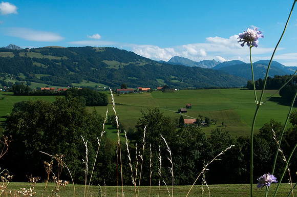 Pasture