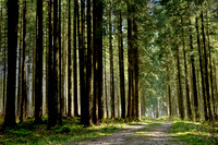 Salon_Set_RonaldWinstone_Forest-trail