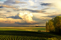 Subsistance farming-Ukrainian Steppe