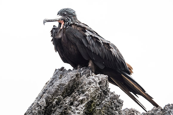 Frigate Bird