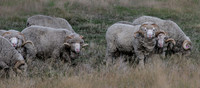 _D136603