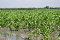 Corn