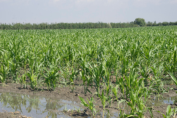 Corn