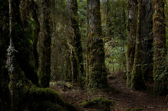 Central North Island