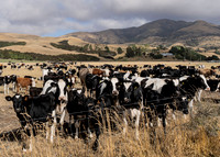 240202 Kaikoura (Balmoral)06DSC05065