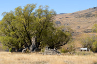 240320 Nevis Vally 16DSC05806