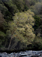 240402 Haast05DSC06715