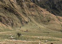 240330 Wanaka  Matukituki 18DSC06527