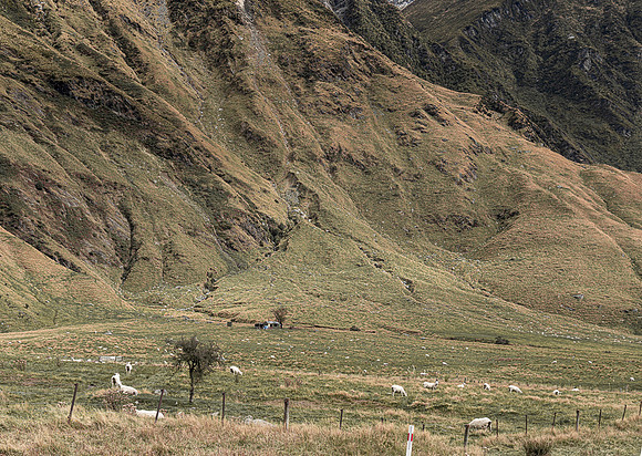240330 Wanaka  Matukituki 18DSC06527