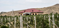 Grapes
