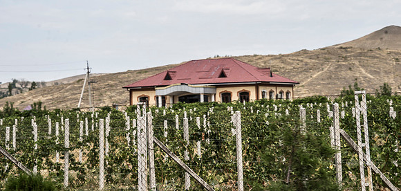 Grapes