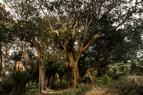 Giant Puriri