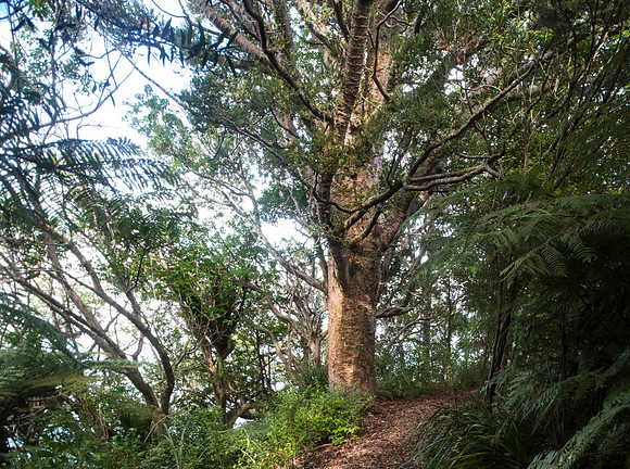 Giant Puriri