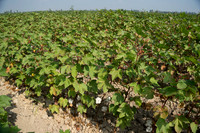 Cotton