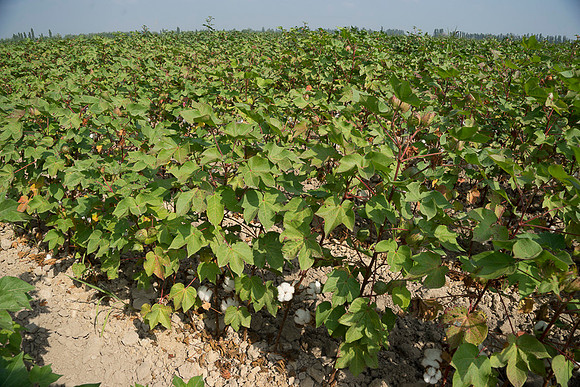Cotton