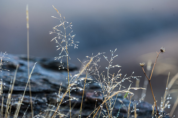 Macro -1