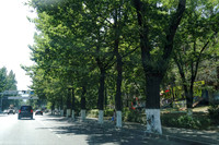 Treelined streets
