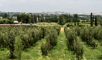 Orchards