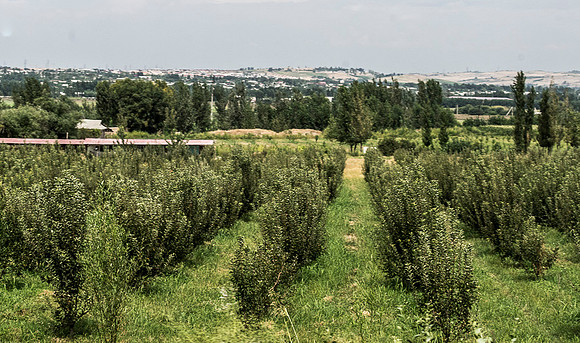 Orchards