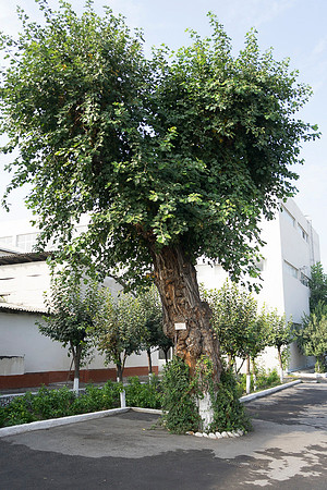 Mulberry tree