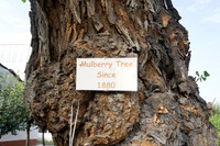 Silk or Mulberry Tree