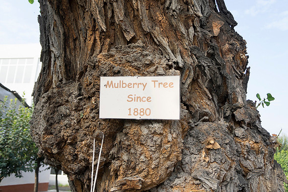 Silk or Mulberry Tree