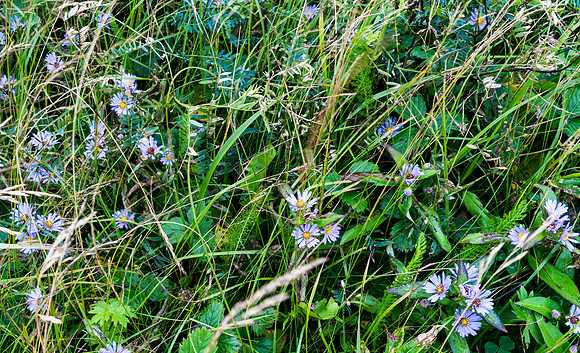 Canada-030_A185514