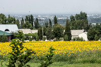 Sun Flower