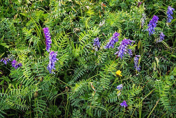 Canada-031_A185552